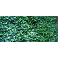 Штучна трава Bellinturf Bluebell 303